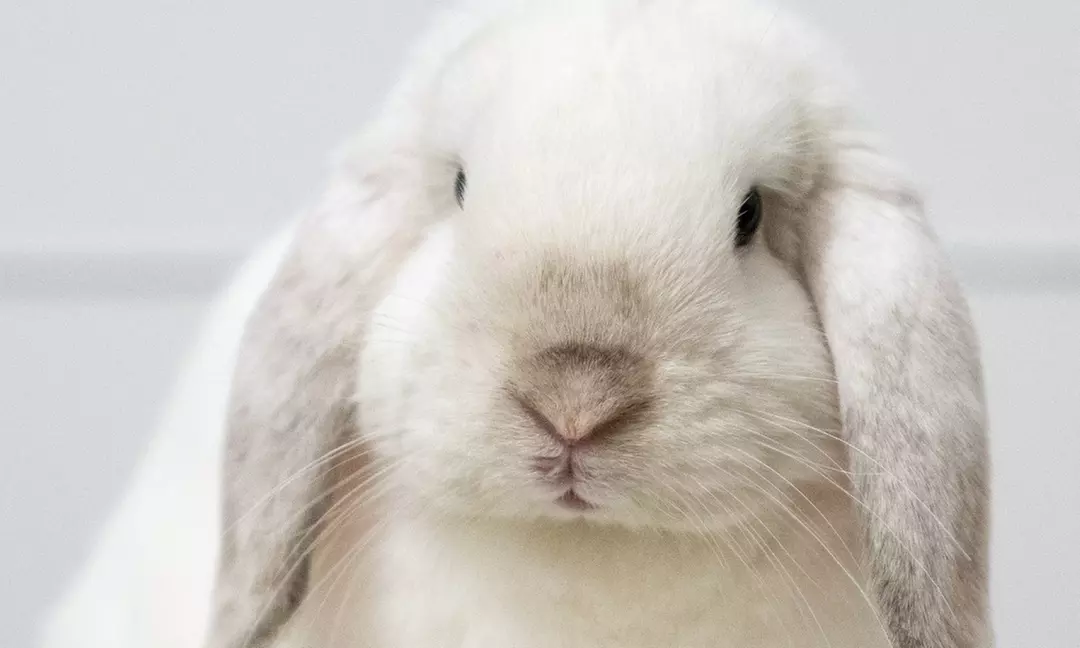 Up to 13% Off on Animal café/Hand craft class at nice guy bunny petting house - Primary Image
