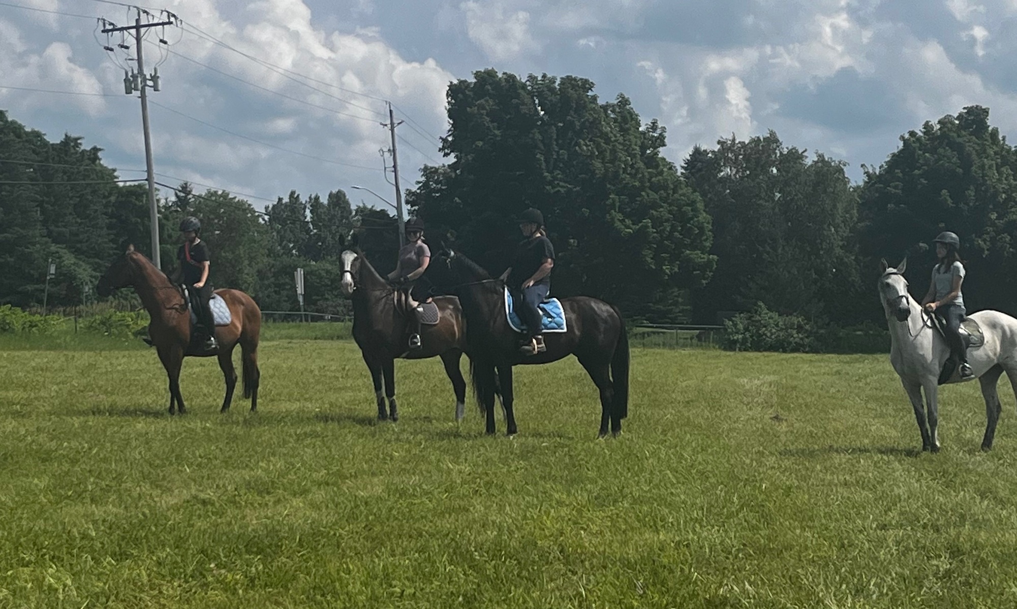 Up to 20% Off on  at CJ Sport Horses - Second Medium