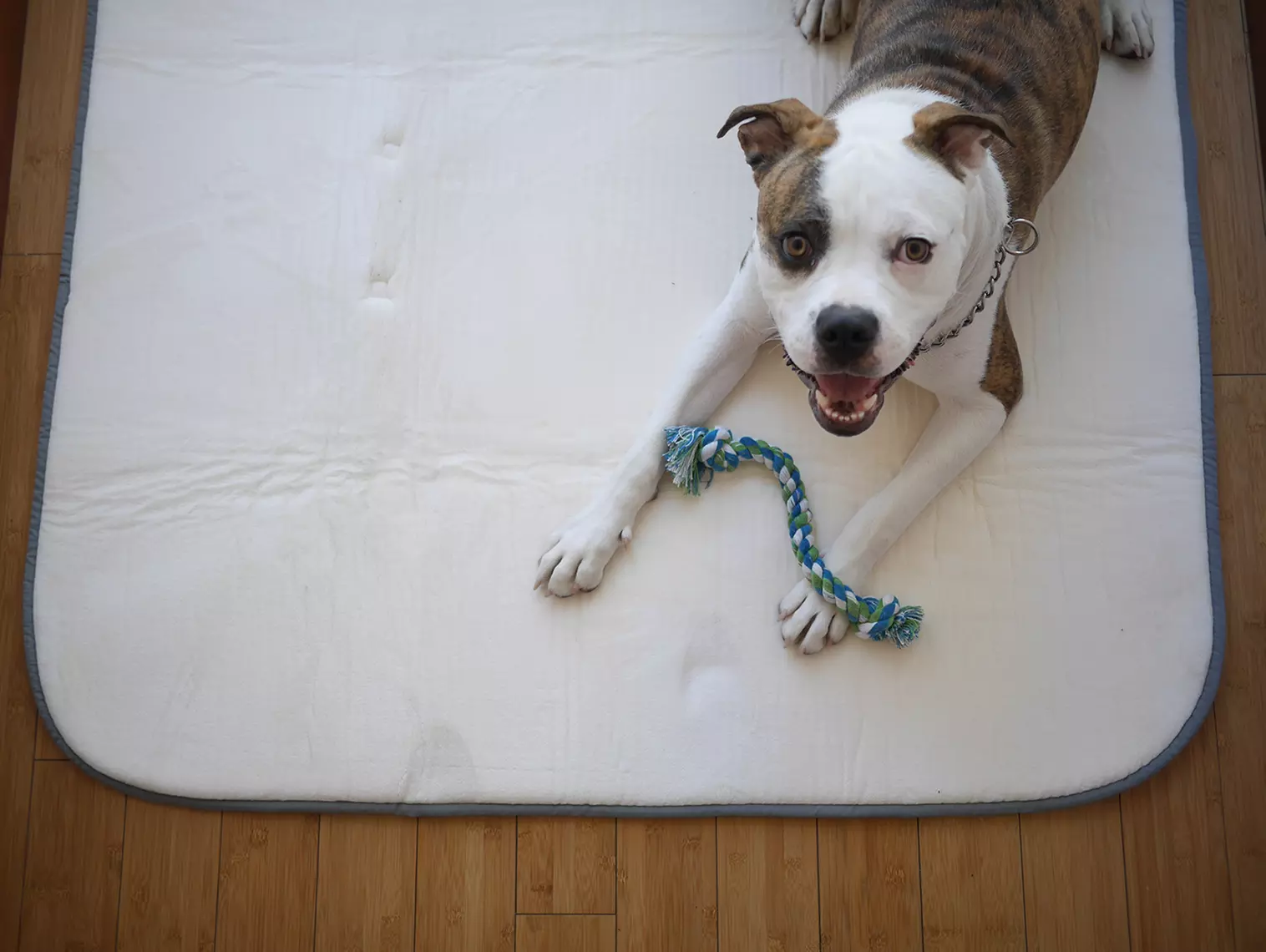 Up to 45% Off on Carrier / Crate - Pet (Retail) at Squishy Mats LLC - Primary Image