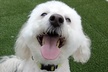 Up to 41% Off on Kennel / Pet Boarding at Camp Bow Wow - Second Medium