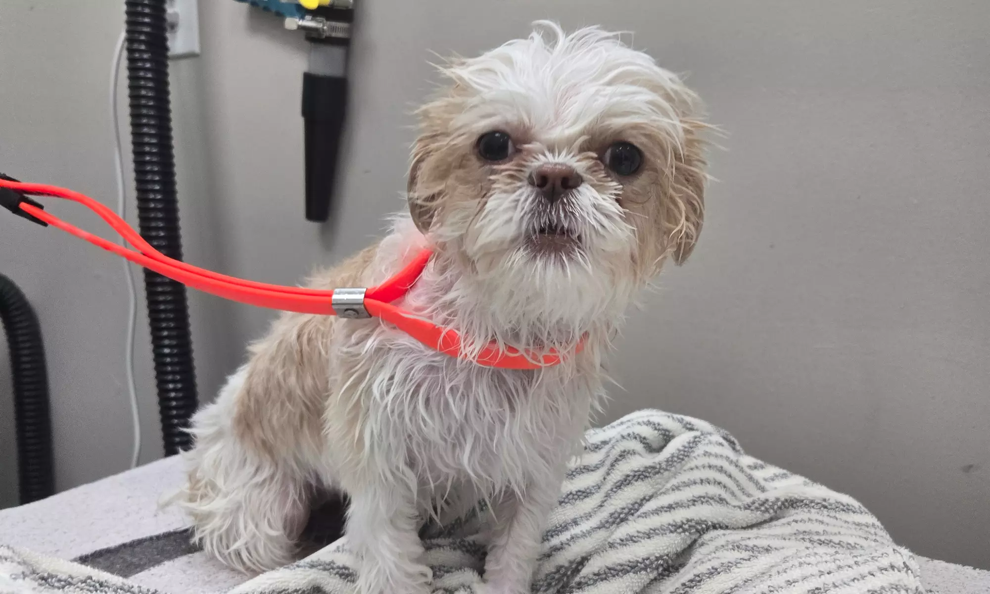 Complete Ear to Tail Grooming, Nail Trim, or Puppy Bath & Brush Intro