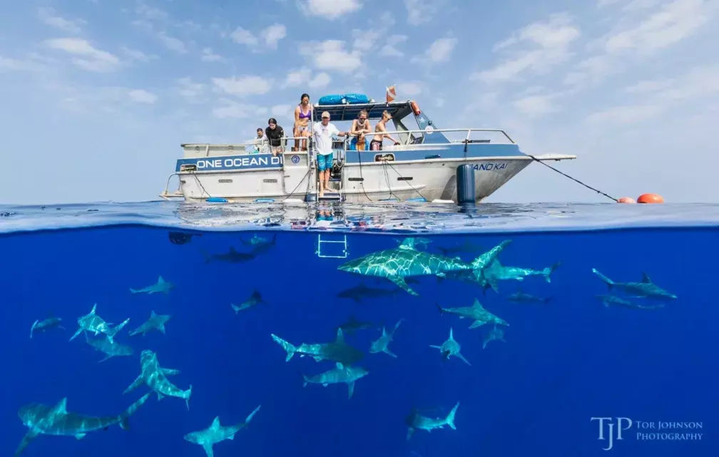 Cage-Free Educational Shark Tour & Swim with One Ocean Diving