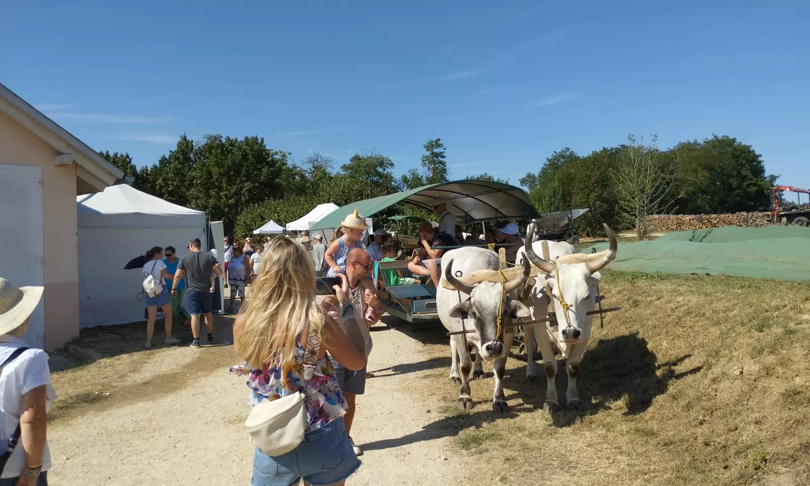 60-Minute Interactive Cow-Cuddling or Hayride for Two or Six People