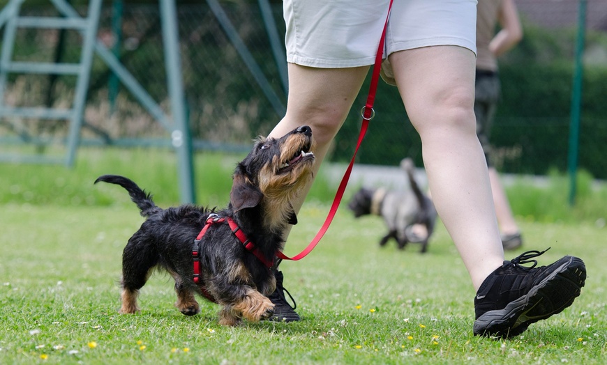 Image 1: Up to 58% Off on Grooming - Pet (Retail) at Training Centre