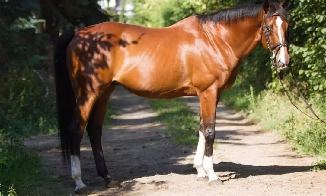 Jazda konna na lonży w firmie Kj Anno Lepi