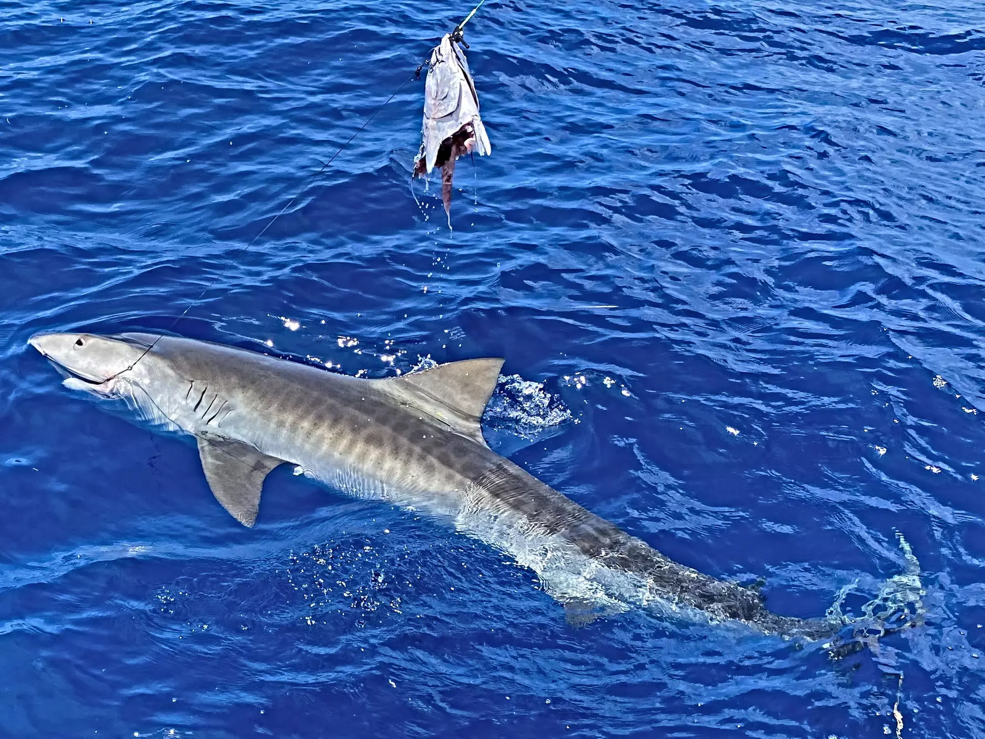 Up to 20% Off on Boat Ride at UnReel Fishing Adventures