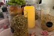 Private Tea Blending Workshop for Up to 10 Guests - Up to 23% Off at Catalyst Tea Company LLC - Second Medium