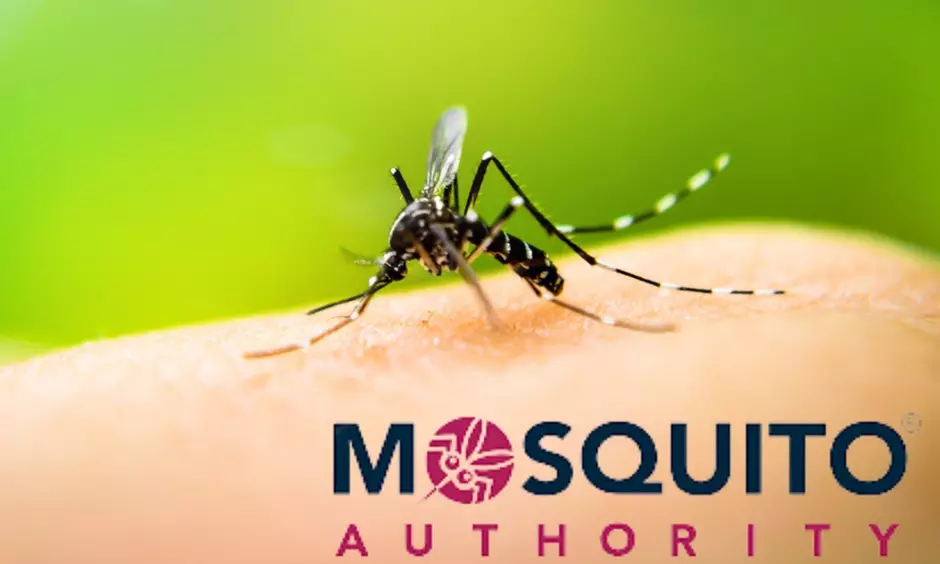 Mosquito Treatment for Your Yard: Effective Pest Control Solutions