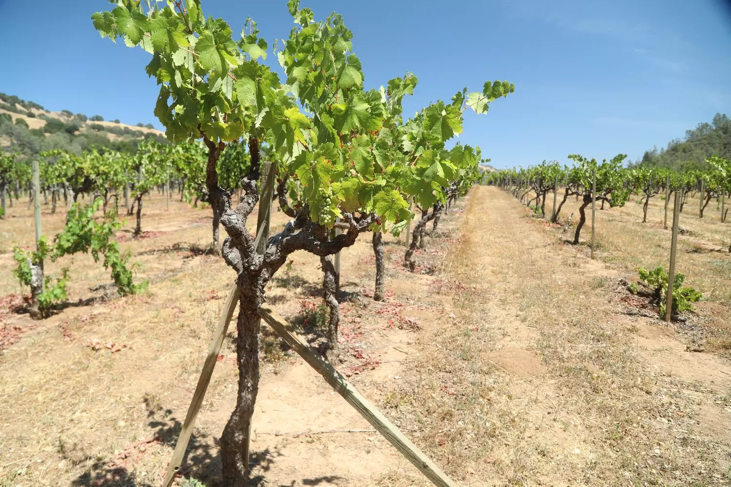 Experience Maxville Lake Winery's exclusive wine pairings and tours with up to 26% off select tastings and experiences