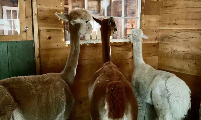 Experience Alpaca Encounters and Yoga Bliss