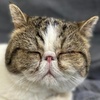 Image 1: Enjoy a Cozy Cat Lounge: One-Hour Admission in Farmington Hills