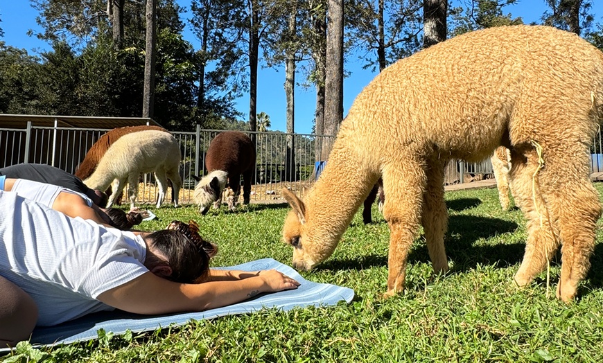 Image 7: Alpaca Yoga Adventure: Relax, Unwind, and Connect with Nature!