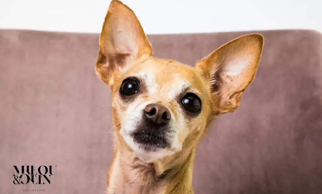 Up to 72% Off on Lifecycle Series Photography at Milou and Olin Photography - Primary Image