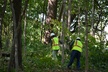 Up to 50% Off on Tree Removal at Hoffman Expert Tree Services - Second Medium