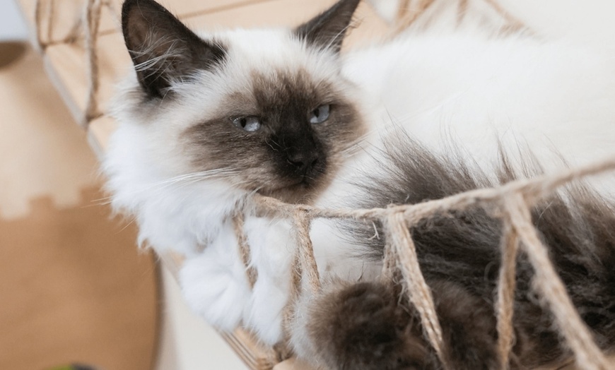 Image 5: Up to 20% Off on Indoor Play Area at Happy Paws US
