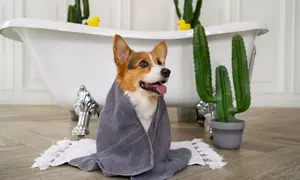 Up to 50% Off on Pet Grooming Course at Training Express