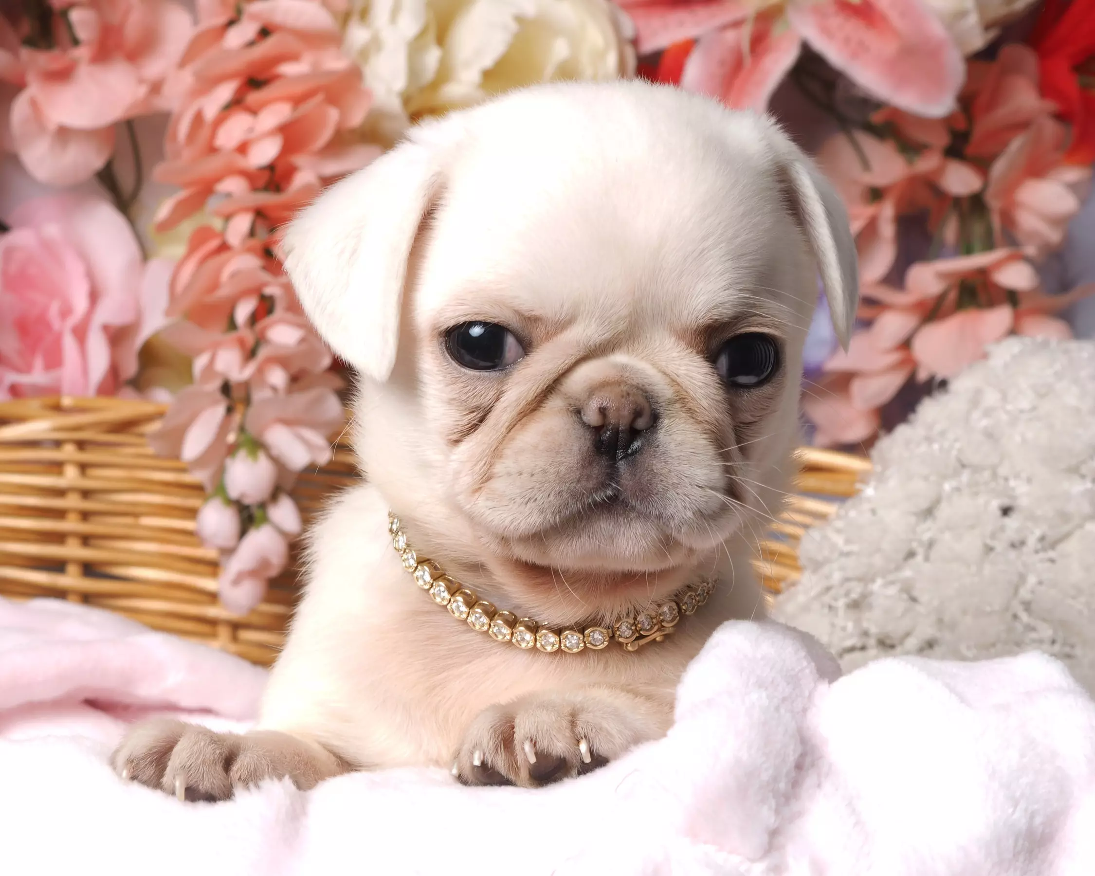 Up to 94% Off Pet Photo Shoot at Glamour Shots