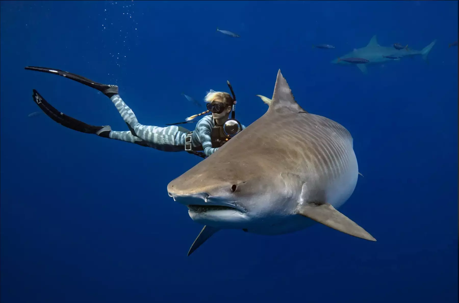 Cage-Free Educational Shark Tour & Swim with One Ocean Diving