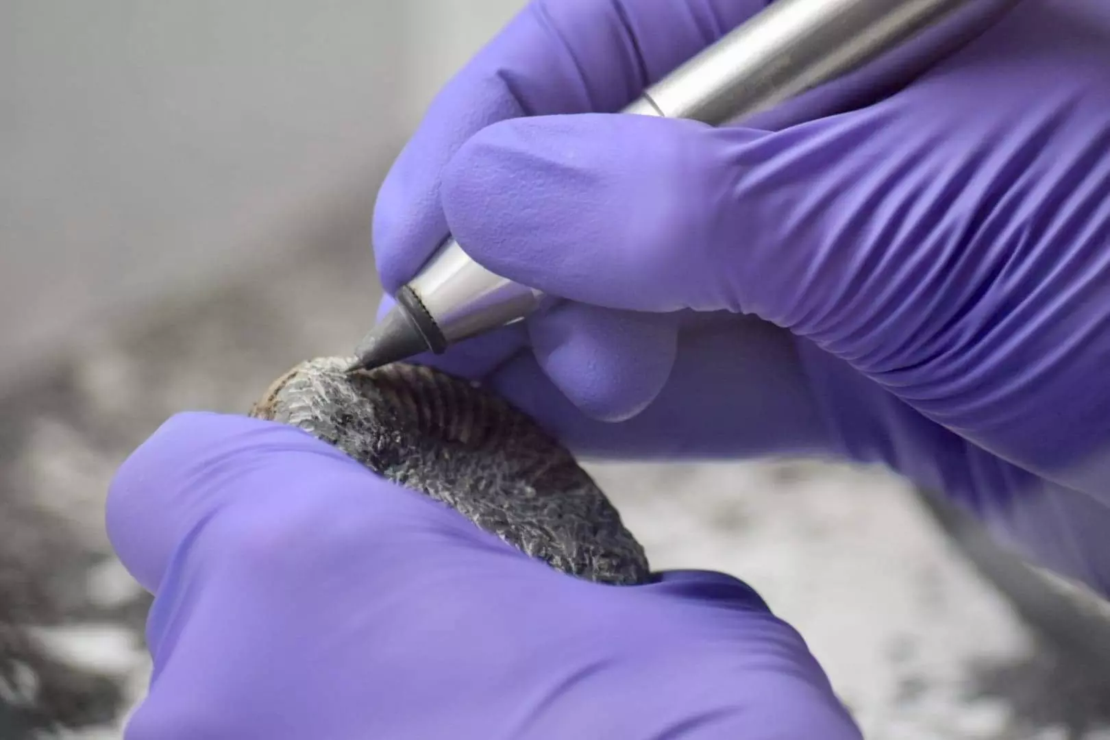 Up to 17% Off on Museum at Neo Jurassica Ltd