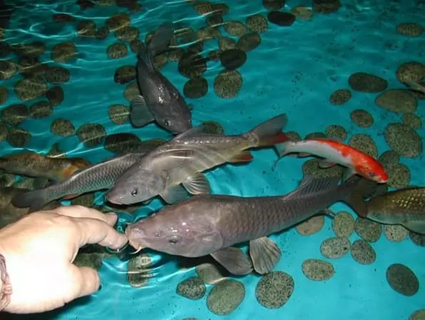 Entrée pour la Maison de la Pêche et de la Nature de Levallois