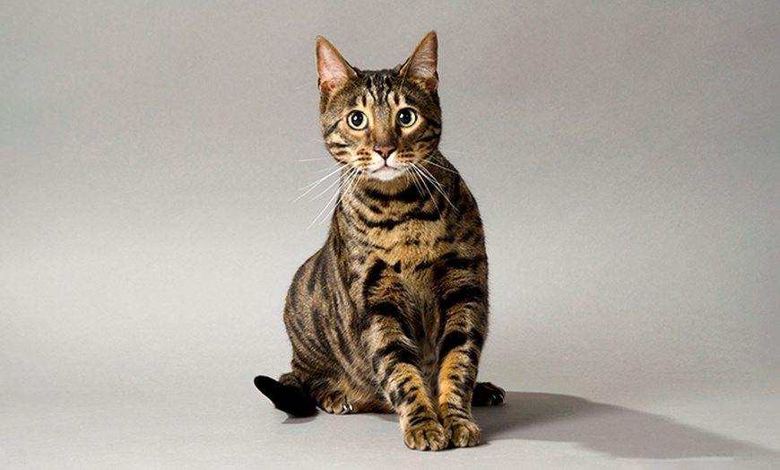 Image 8: Pet Photoshoot with One Print at Flash Photography