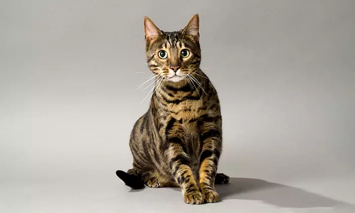 Pet Photoshoot with One Print at Flash Photography