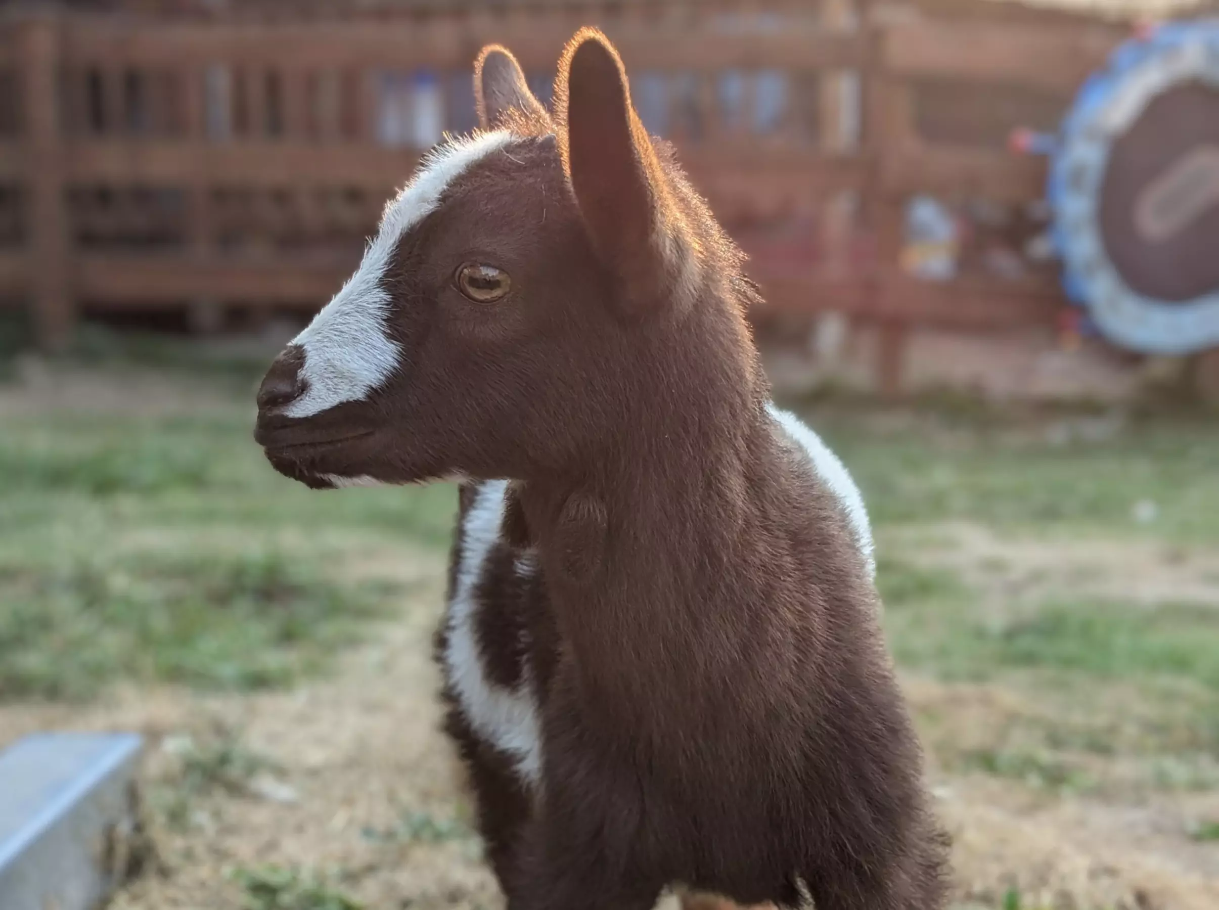 Up to 37% Off on Petting Zoo at Sackos Acres, LLC