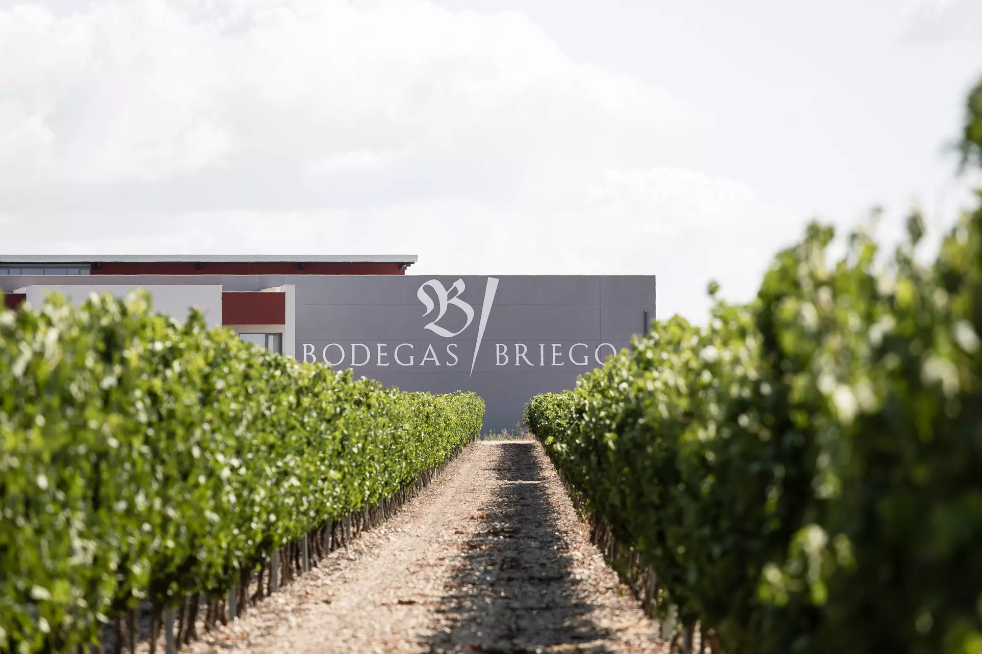 Visita guiada a la bodega y cata de vino, con opción a botella de vino, para 2 o 4 personas en Bodegas Briego - Primary Image