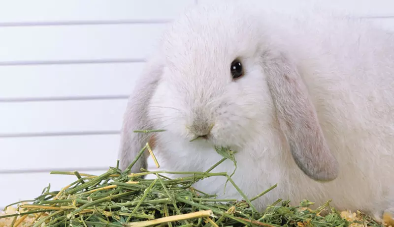 Up to 50% Off on Animal Cafe at nice guy tea bunny&cafe - Primary Image