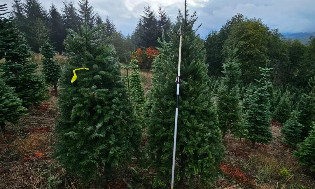 Explore Douglas Fir Christmas Trees at Christmas Trees 4 Less Garden Grove, sizes up to 8ft, with up to 49% off - Primary Image