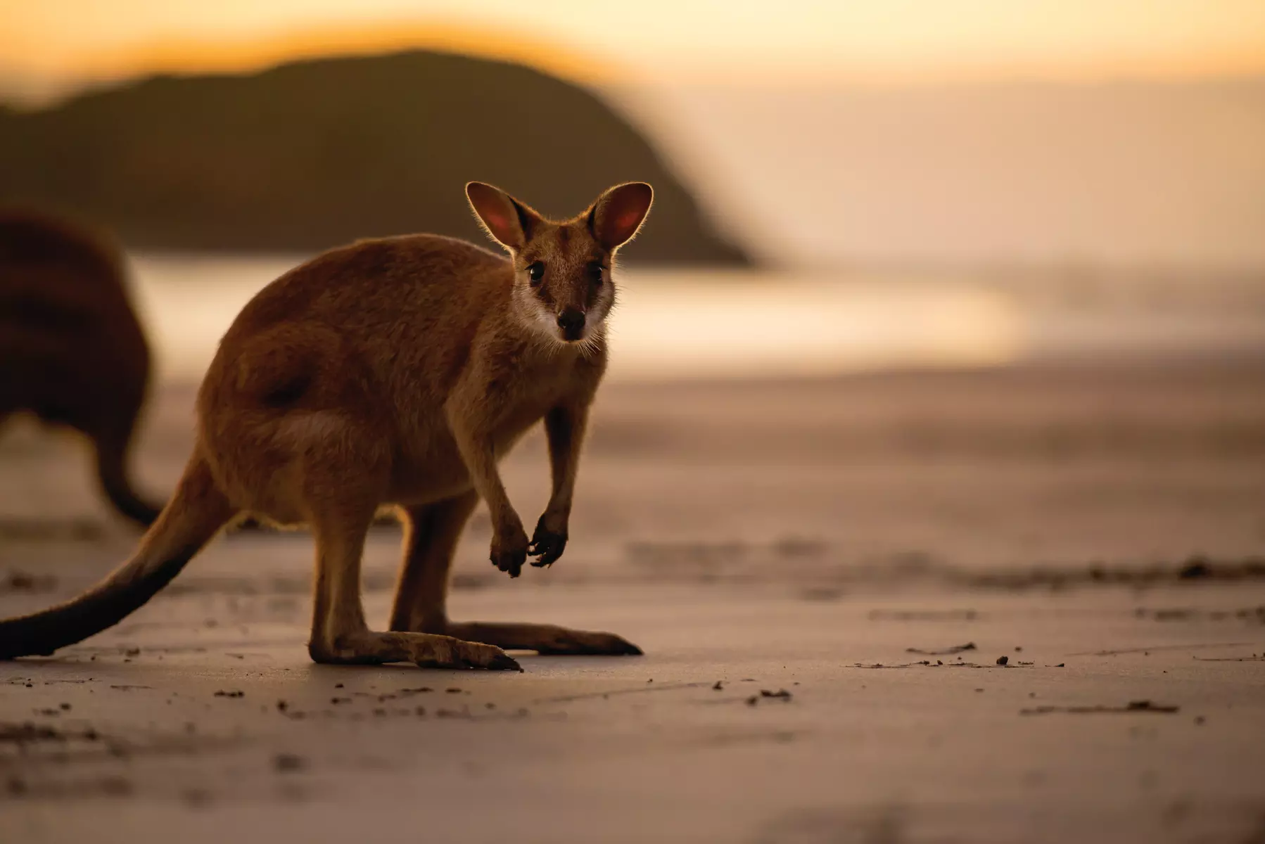Kangaroos on the Beach Tour