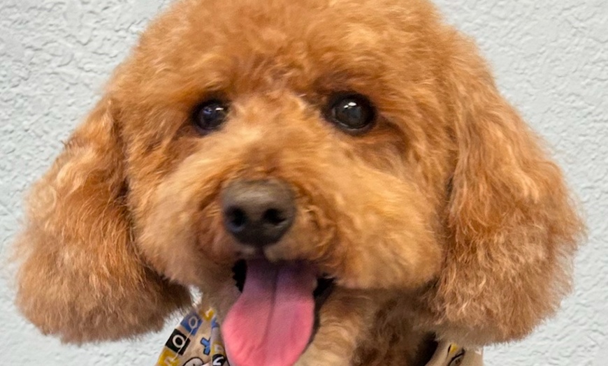 Image 7: Up to 46% Off on Pet Grooming at Dog and Cat Planet