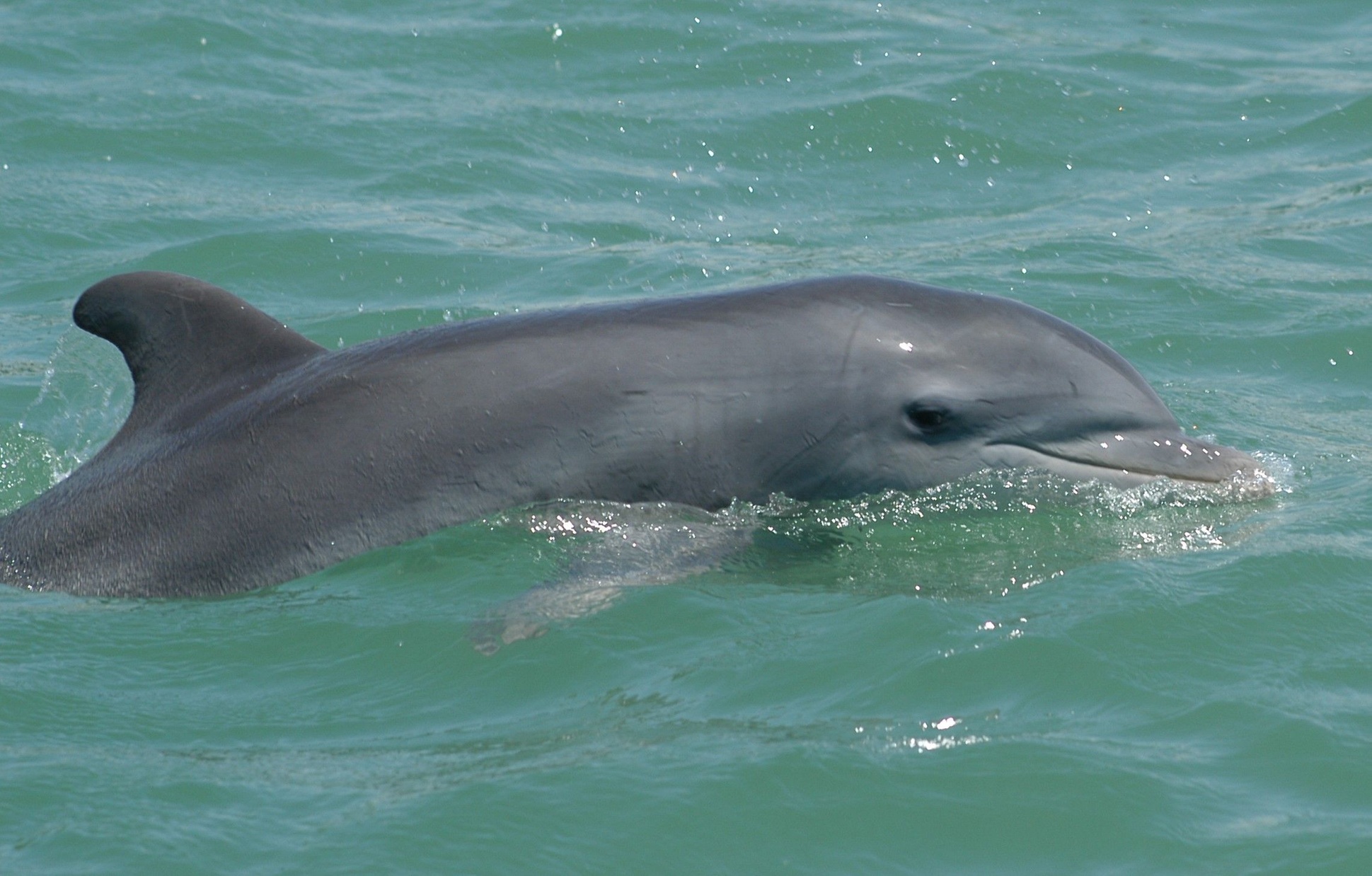 Laguna Madre Dolphin Watch: 90-Min Adventure w/Music, Wildlife, & BYOB