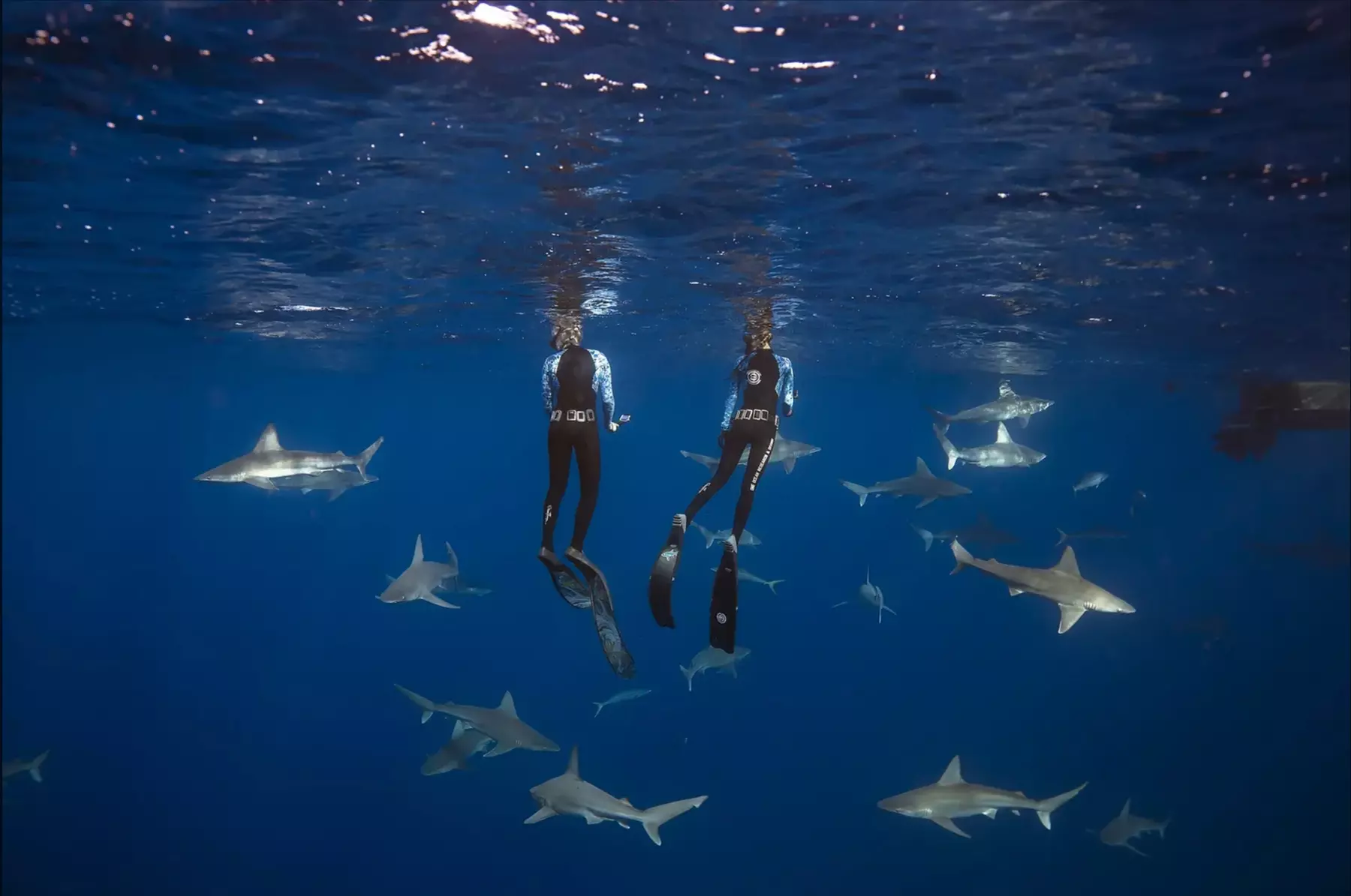 Cage-Free Educational Shark Tour & Swim with One Ocean Diving