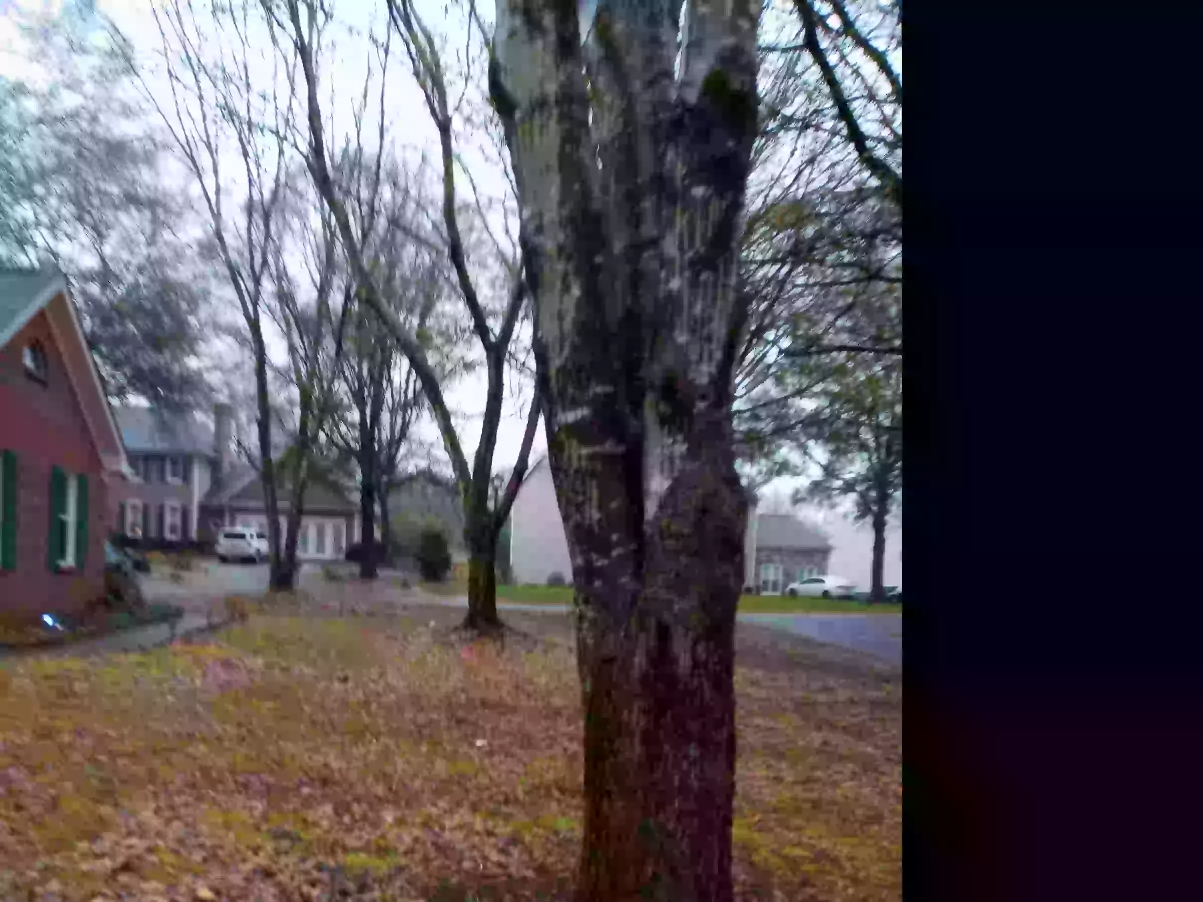 50% Off Tree Removal - Primary Image