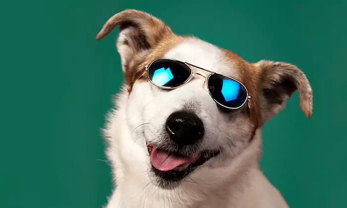 Pet Photoshoot with One Print at Flash Photography