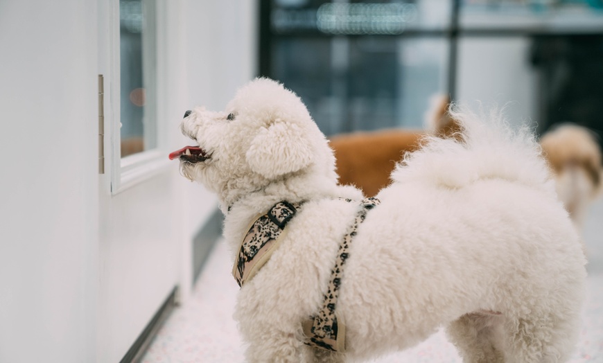Image 1: Three or Five Days of Doggy Daycare – Fun & Care for Your Pup