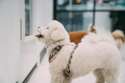 Three Days of Doggy Daycare - Rapawzel Dog Grooming & Day Care