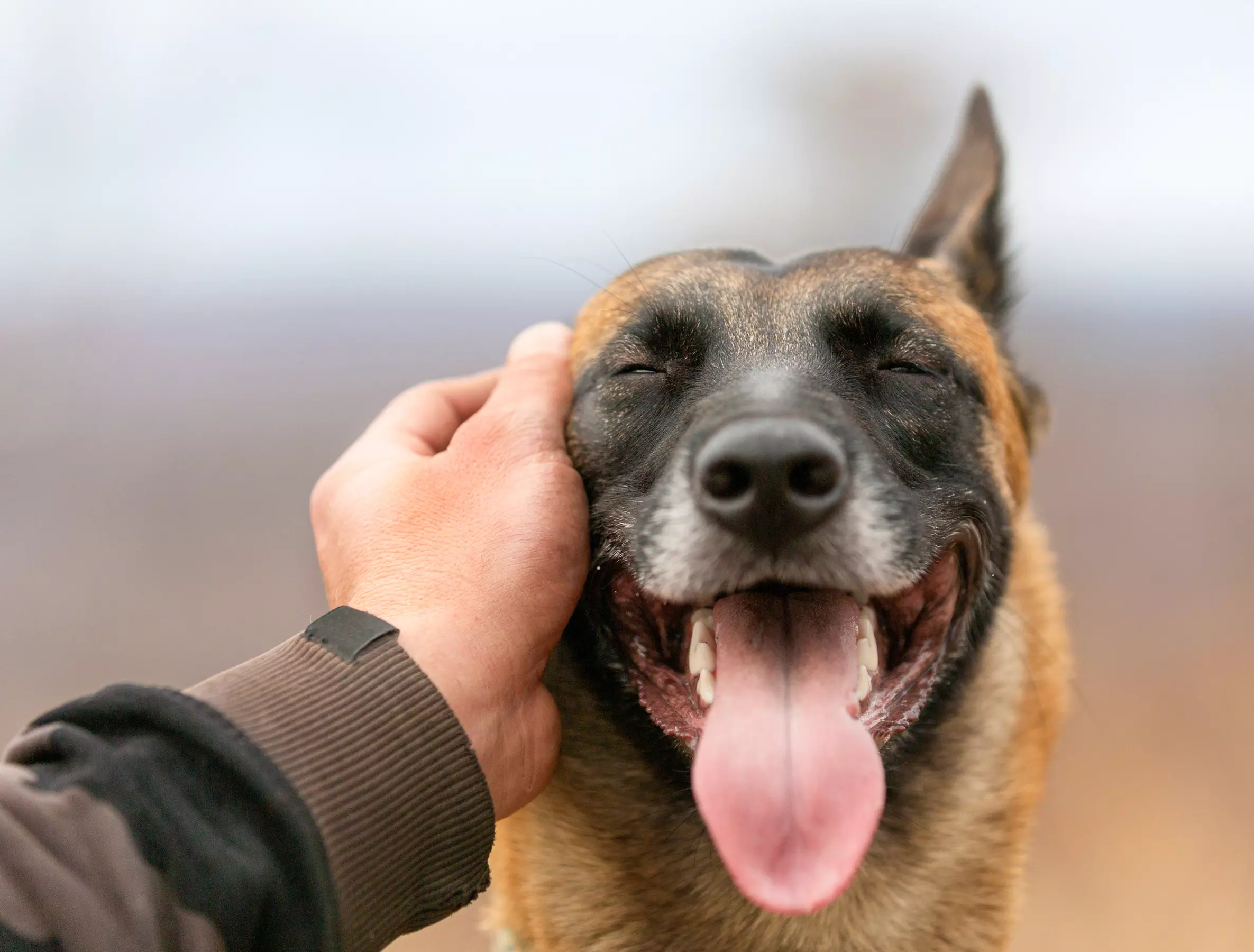 Up to 50% Off on Pet Photography at Pawz To Pose - Primary Image