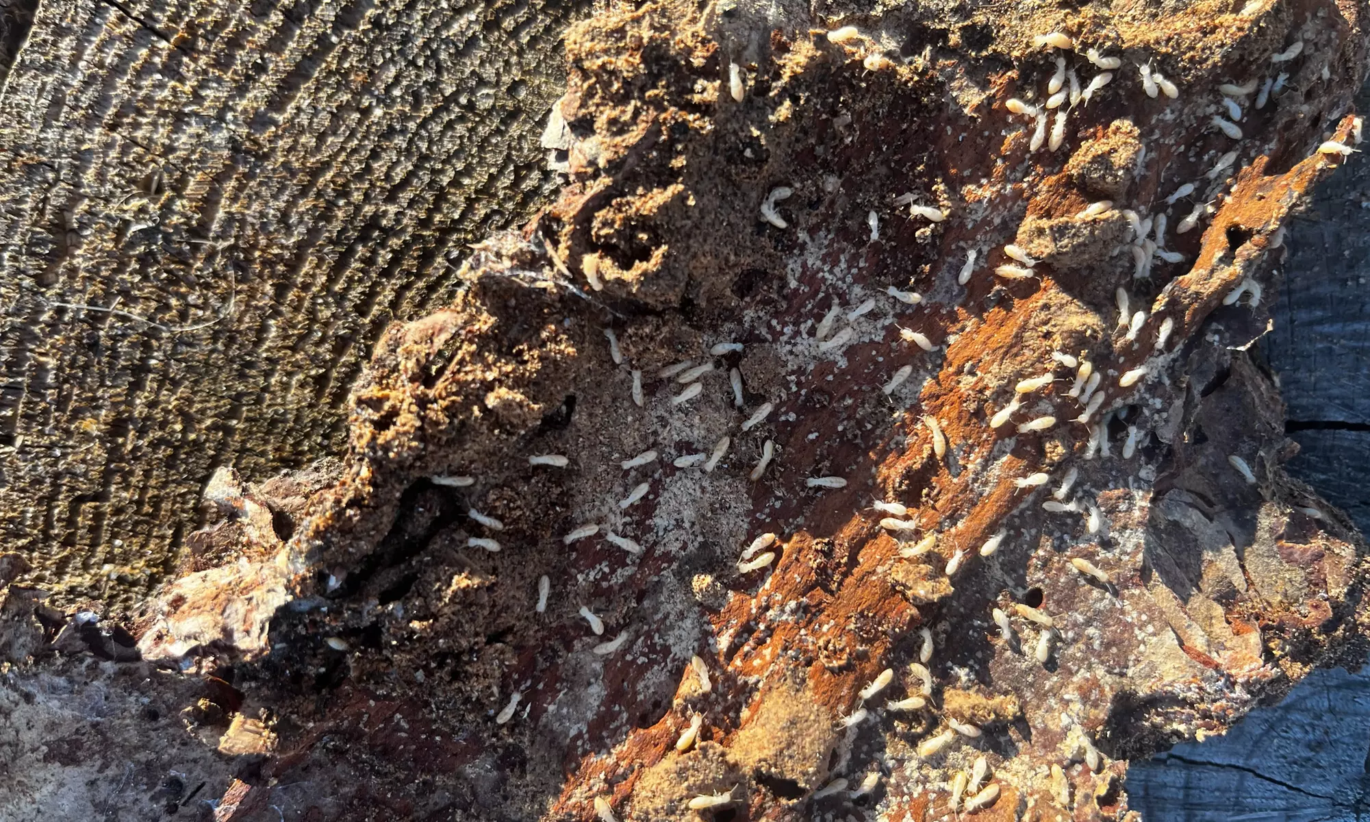 Up to 40% Off on Pest Control Service - Termite at Bug Busters Pest Control Services - Primary Image