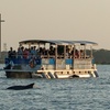 Image 3: Explore Dolphin Bay with Eco-History Boat Tours for All