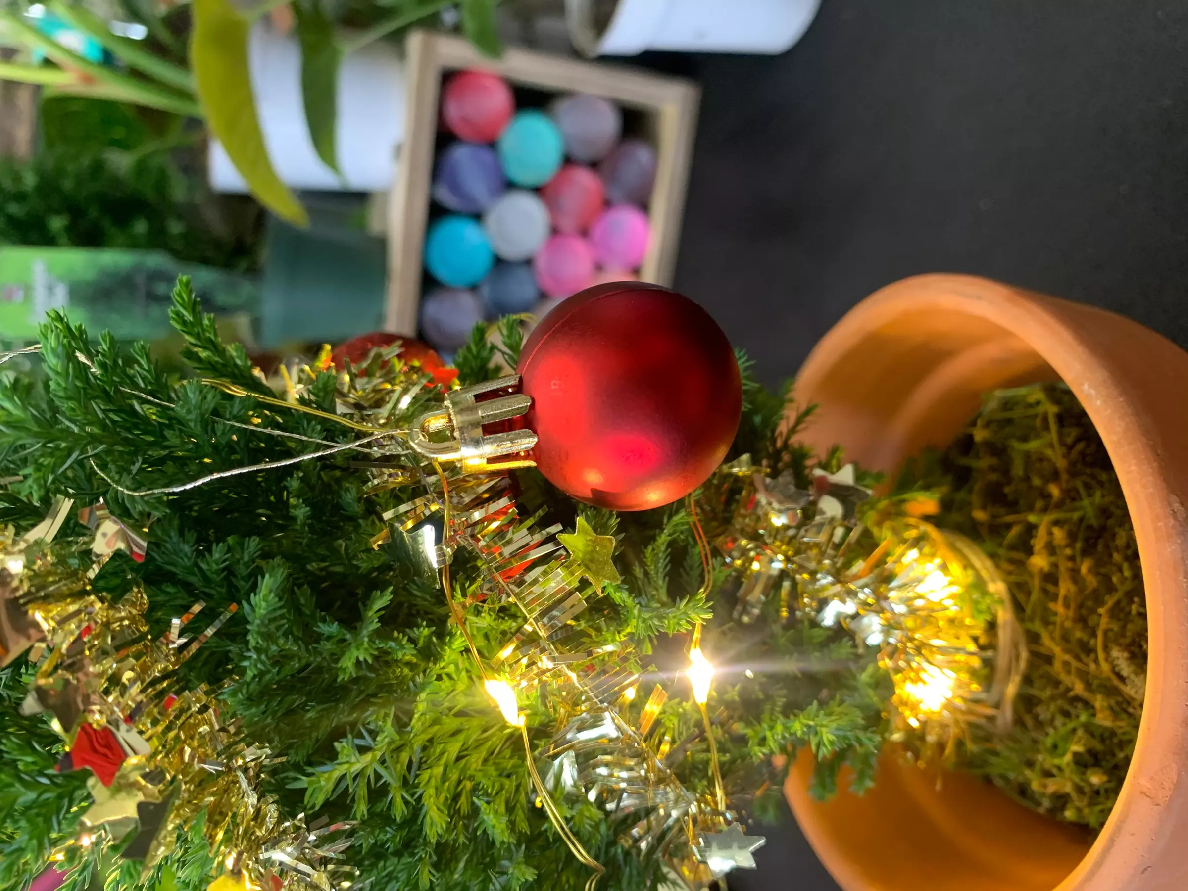 Up to 81% Off on Tree Farm / Christmas Tree Farm at Got a leaf? - Primary Image