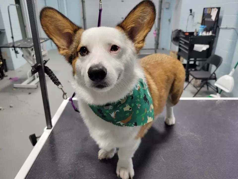 Treat Your Dog to Woofers Grooming Salon's Bath & Nail Services with up to 33% Off - Primary Image