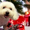 Image 2: Up to 50% Off on Pet Grooming at K9 Feline Master Cutz