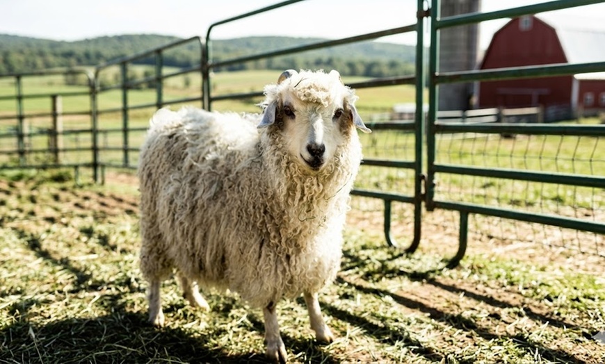 Image 4: Hands-On Ranch Tour with Alpacas & Farm Animals, CO