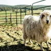 Image 4: Hands-On Ranch Tour with Alpacas & Farm Animals, CO