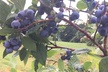 Up to 45% Off on Patch Entrance & Pick your Own Blueberries for 2 or 5 People at George Hill Orchards - Second Medium