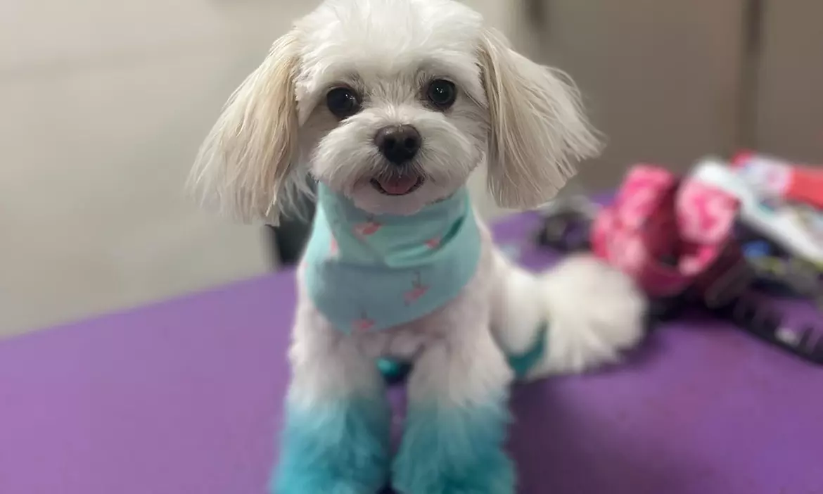Up to 37% Off on Pet Grooming at Strutt Your Mutt Grooming-Snellville - Second Medium