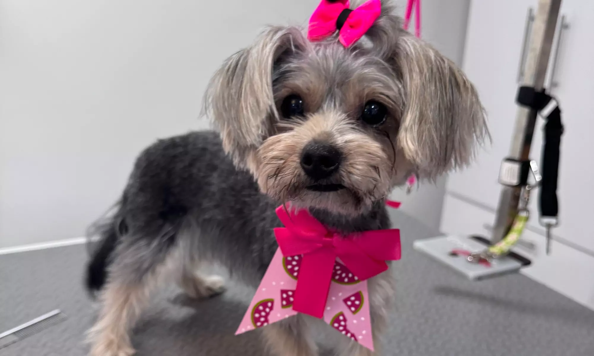 Full-Service Grooming for All Sizes & Doodle Specialists