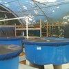 Image 9: Aquaponic & Garden Tour: Family (6), Club (7–12), or School Groups